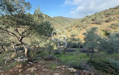 İzmir Seferihisar Beyler Köyü’nde 19.943 m² Satılık Zeytinlik