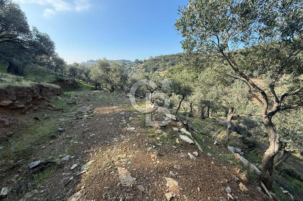 İzmir Seferihisar Beyler Köyü’nde 19.943 m² Satılık Zeytinlik