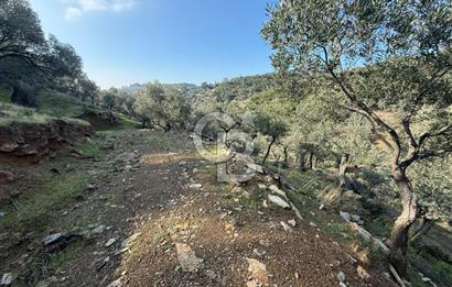 İzmir Seferihisar Beyler Köyü’nde 19.943 m² Satılık Zeytinlik