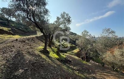 İzmir Seferihisar Beyler Köyü’nde 19.943 m² Satılık Zeytinlik