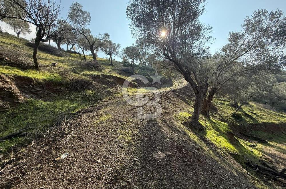 İzmir Seferihisar Beyler Köyü’nde 19.943 m² Satılık Zeytinlik