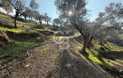 İzmir Seferihisar Beyler Köyü’nde 19.943 m² Satılık Zeytinlik