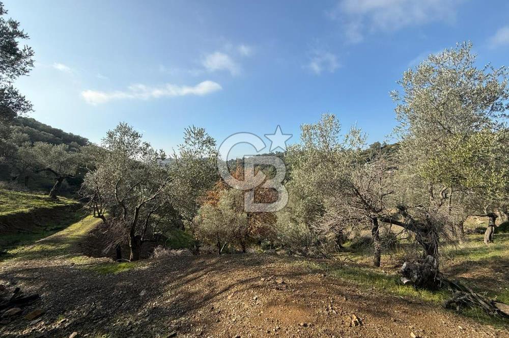 İzmir Seferihisar Beyler Köyü’nde 19.943 m² Satılık Zeytinlik