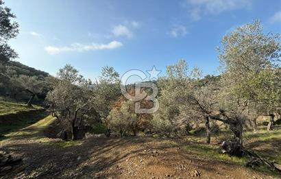 İzmir Seferihisar Beyler Köyü’nde 19.943 m² Satılık Zeytinlik