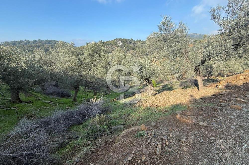 İzmir Seferihisar Beyler Köyü’nde 19.943 m² Satılık Zeytinlik