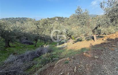 İzmir Seferihisar Beyler Köyü’nde 19.943 m² Satılık Zeytinlik