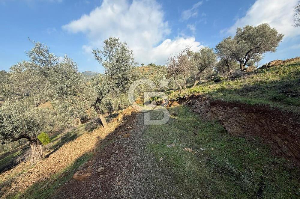 İzmir Seferihisar Beyler Köyü’nde 19.943 m² Satılık Zeytinlik