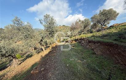 İzmir Seferihisar Beyler Köyü’nde 19.943 m² Satılık Zeytinlik