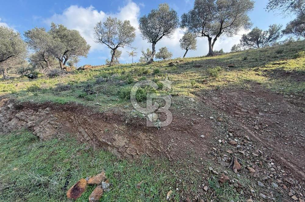 İzmir Seferihisar Beyler Köyü’nde 19.943 m² Satılık Zeytinlik