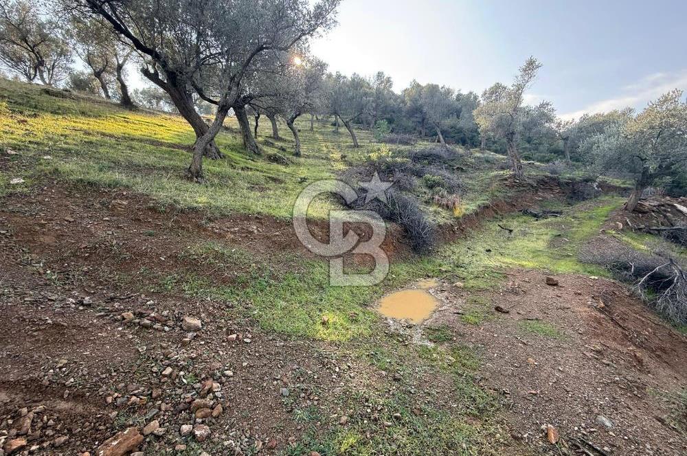 İzmir Seferihisar Beyler Köyü’nde 19.943 m² Satılık Zeytinlik