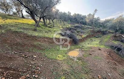 İzmir Seferihisar Beyler Köyü’nde 19.943 m² Satılık Zeytinlik