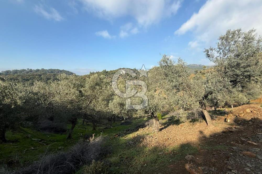 İzmir Seferihisar Beyler Köyü’nde 19.943 m² Satılık Zeytinlik