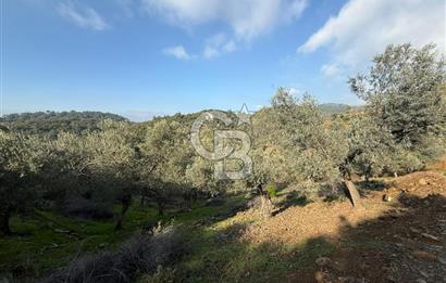 İzmir Seferihisar Beyler Köyü’nde 19.943 m² Satılık Zeytinlik