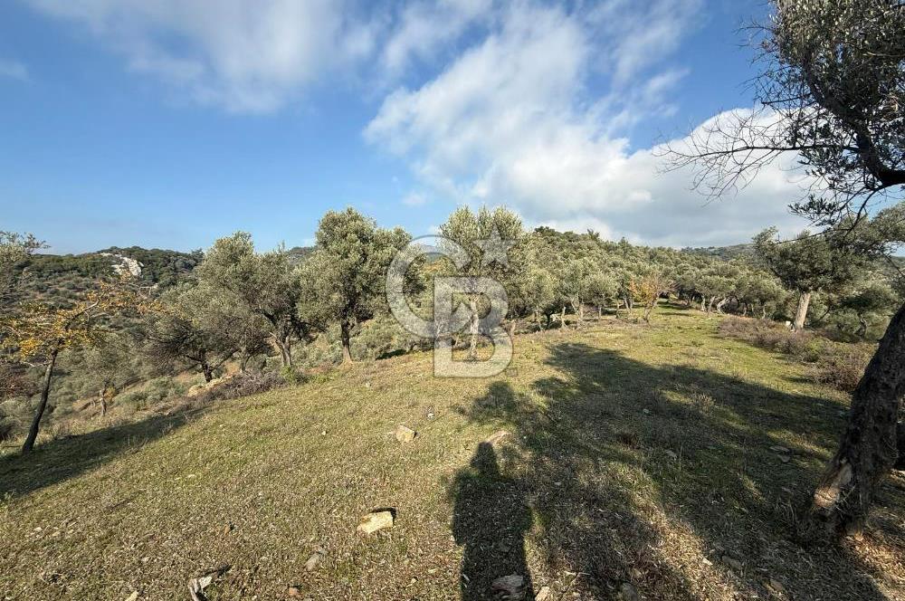 İzmir Seferihisar Beyler Köyü’nde 19.943 m² Satılık Zeytinlik