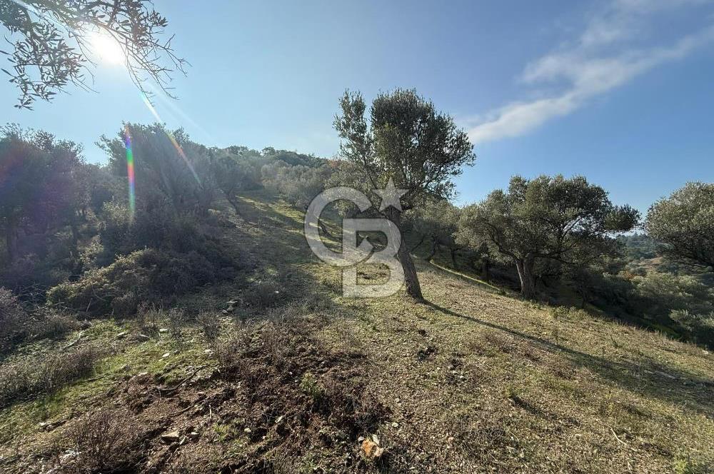 İzmir Seferihisar Beyler Köyü’nde 19.943 m² Satılık Zeytinlik