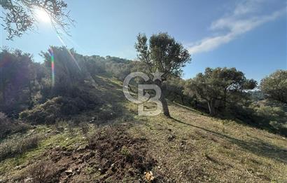 İzmir Seferihisar Beyler Köyü’nde 19.943 m² Satılık Zeytinlik