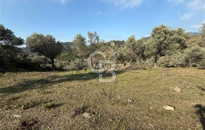 İzmir Seferihisar Beyler Köyü’nde 19.943 m² Satılık Zeytinlik