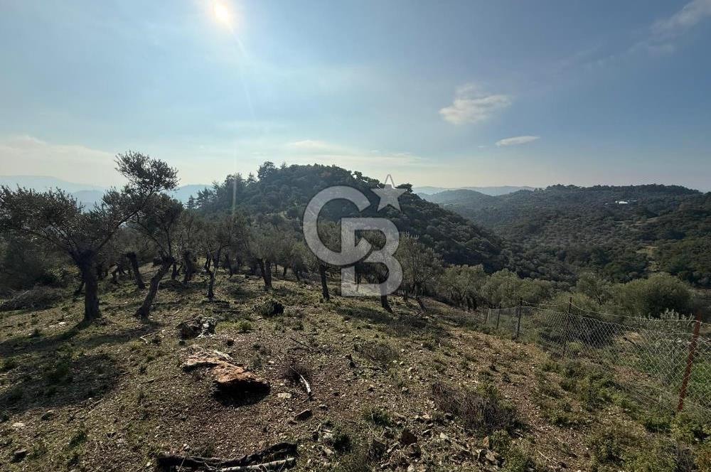 İzmir Seferihisar Beyler Köyü’nde 19.943 m² Satılık Zeytinlik