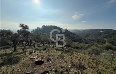 İzmir Seferihisar Beyler Köyü’nde 19.943 m² Satılık Zeytinlik
