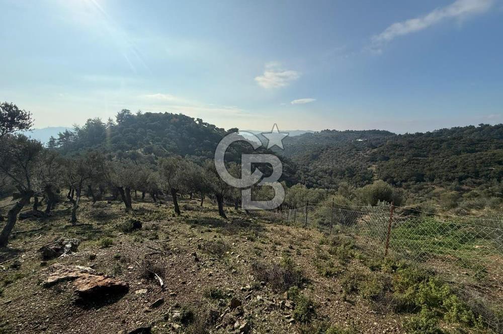 İzmir Seferihisar Beyler Köyü’nde 19.943 m² Satılık Zeytinlik
