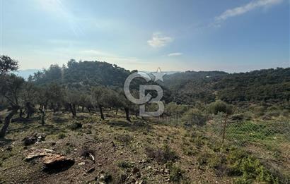 İzmir Seferihisar Beyler Köyü’nde 19.943 m² Satılık Zeytinlik