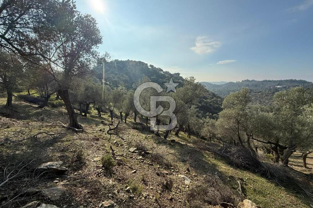 İzmir Seferihisar Beyler Köyü’nde 19.943 m² Satılık Zeytinlik