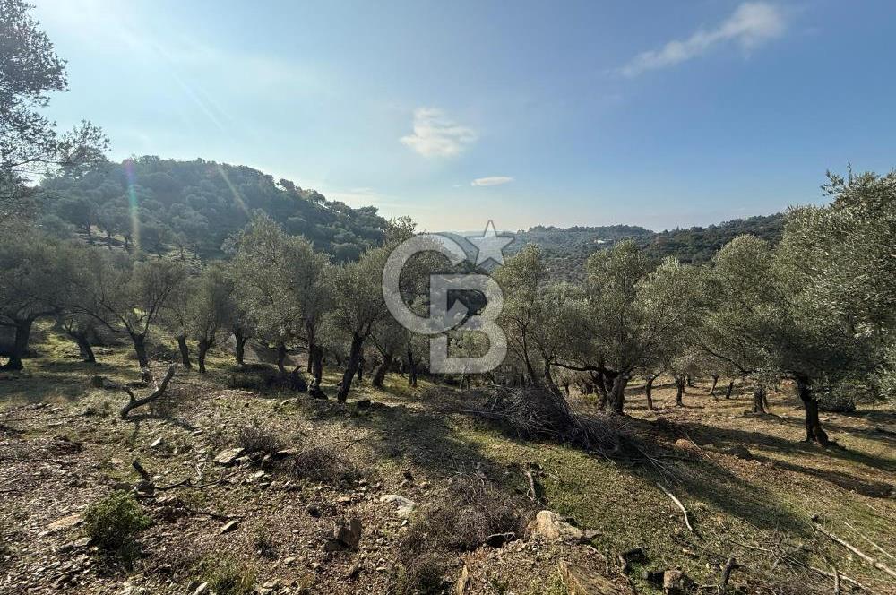 İzmir Seferihisar Beyler Köyü’nde 19.943 m² Satılık Zeytinlik