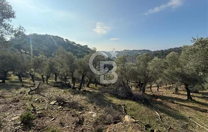 İzmir Seferihisar Beyler Köyü’nde 19.943 m² Satılık Zeytinlik
