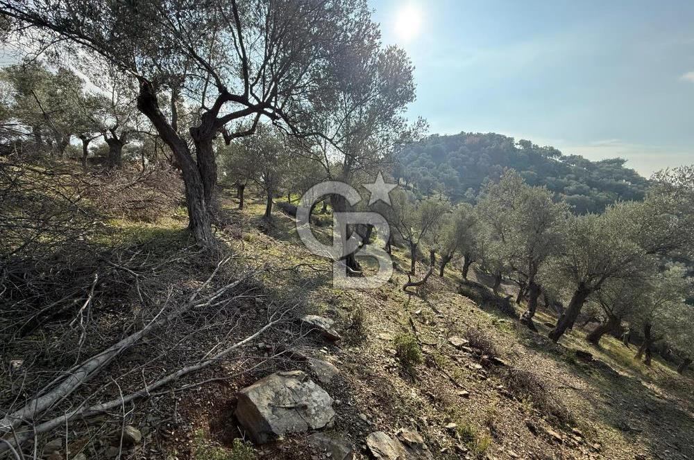 İzmir Seferihisar Beyler Köyü’nde 19.943 m² Satılık Zeytinlik