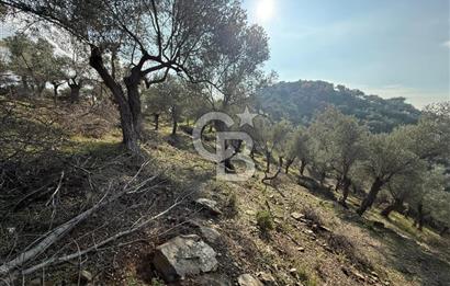 İzmir Seferihisar Beyler Köyü’nde 19.943 m² Satılık Zeytinlik