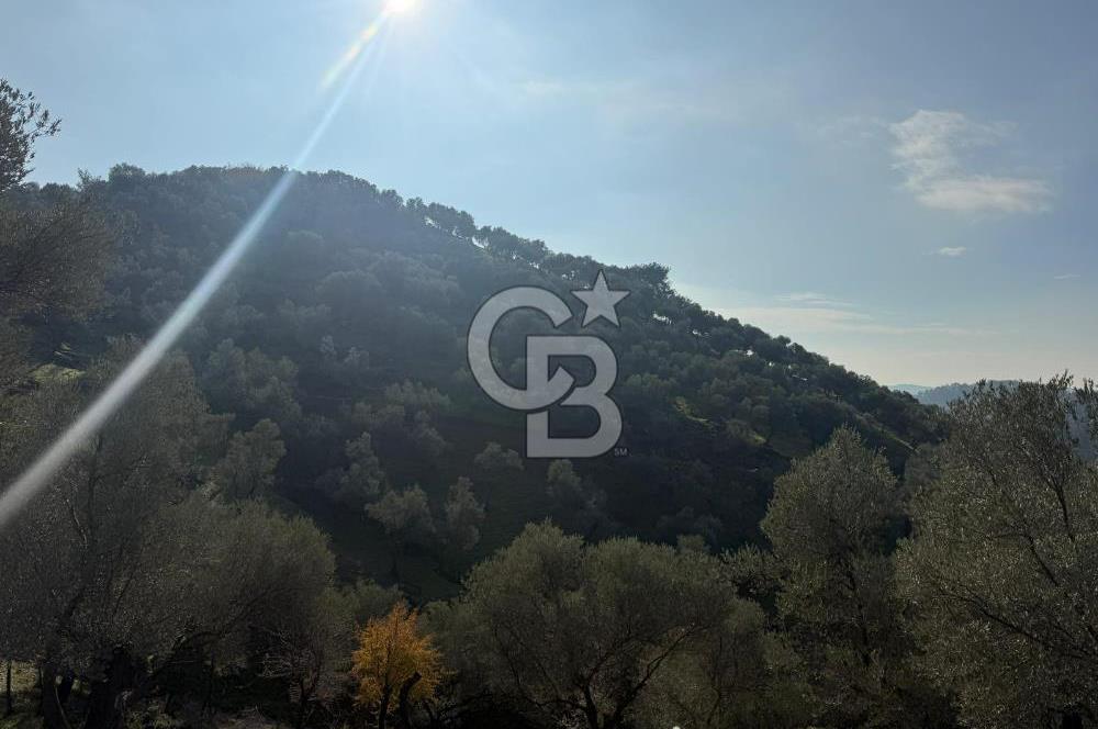İzmir Seferihisar Beyler Köyü’nde 19.943 m² Satılık Zeytinlik