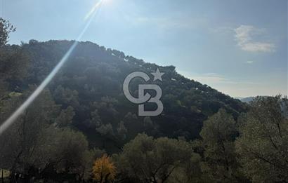 İzmir Seferihisar Beyler Köyü’nde 19.943 m² Satılık Zeytinlik