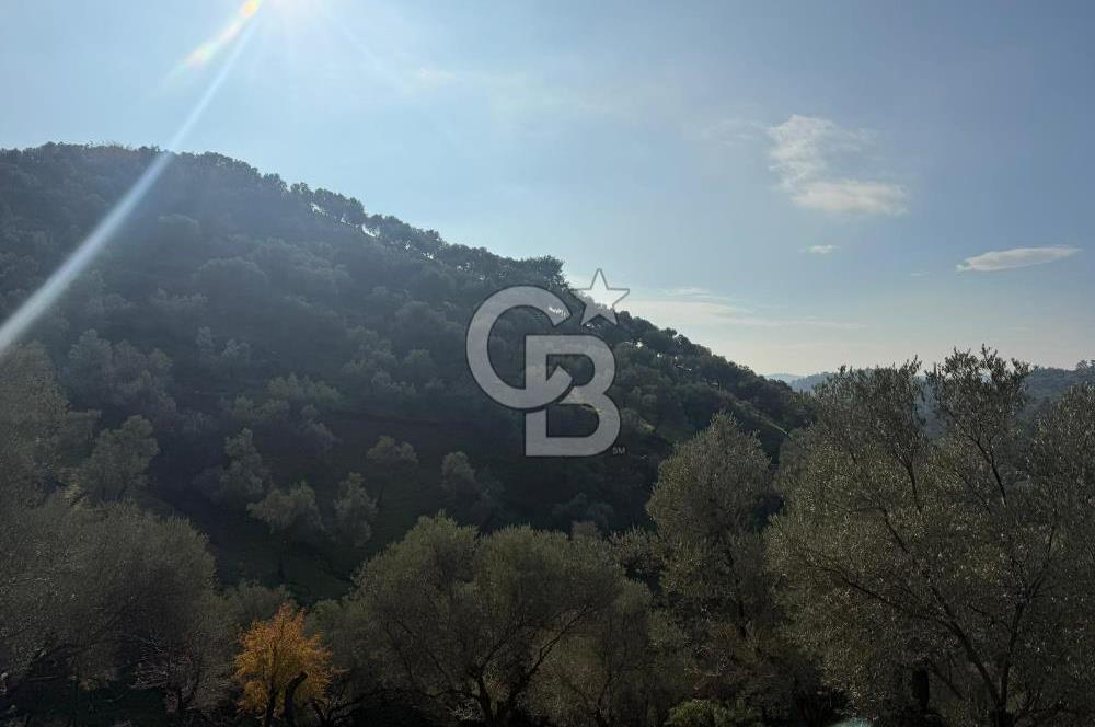 İzmir Seferihisar Beyler Köyü’nde 19.943 m² Satılık Zeytinlik