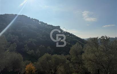 İzmir Seferihisar Beyler Köyü’nde 19.943 m² Satılık Zeytinlik