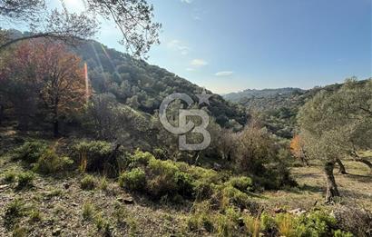 İzmir Seferihisar Beyler Köyü’nde 19.943 m² Satılık Zeytinlik