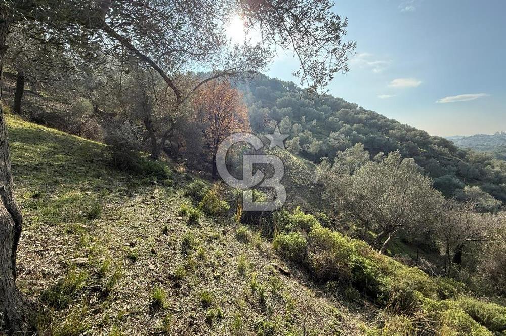 İzmir Seferihisar Beyler Köyü’nde 19.943 m² Satılık Zeytinlik