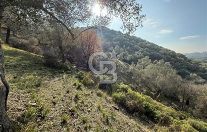 İzmir Seferihisar Beyler Köyü’nde 19.943 m² Satılık Zeytinlik