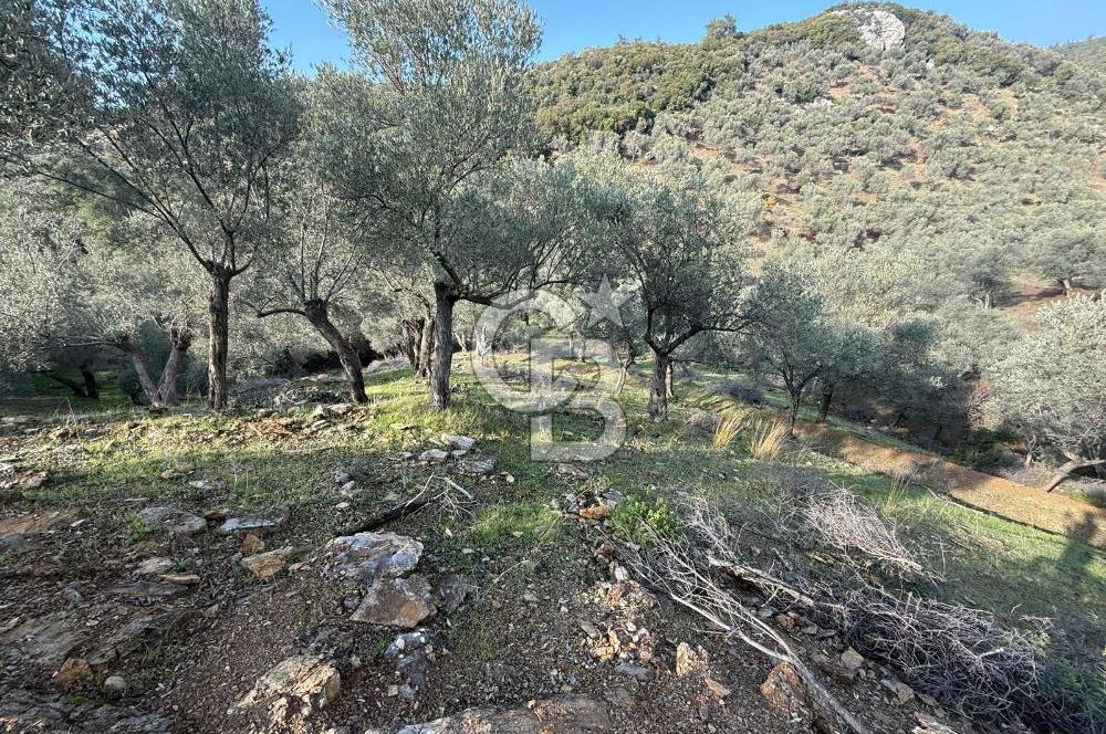 İzmir Seferihisar Beyler Köyü’nde 19.943 m² Satılık Zeytinlik
