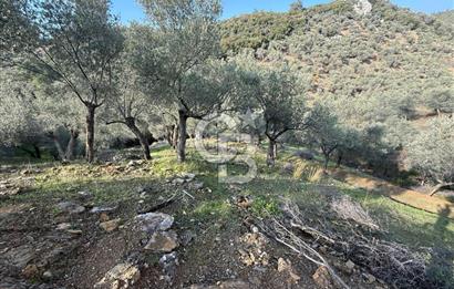 İzmir Seferihisar Beyler Köyü’nde 19.943 m² Satılık Zeytinlik