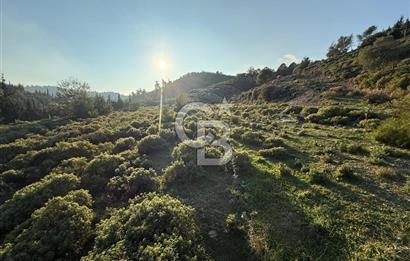 İzmir Seferihisar Beyler Köyü’nde 6.463 m² Zeytinlik Niteliğinde Tarla