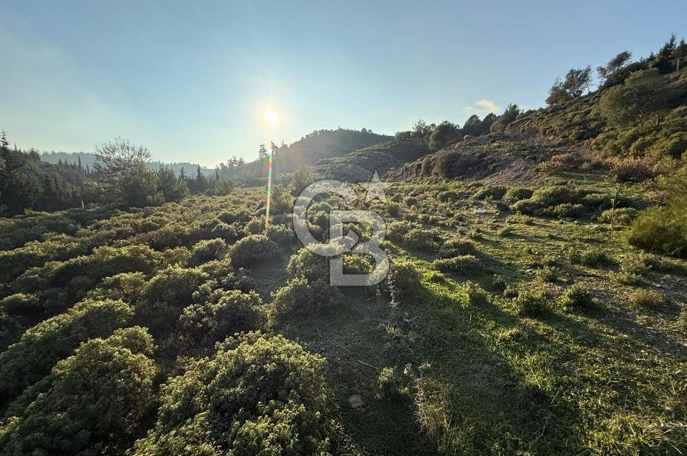 İzmir Seferihisar Beyler Köyü’nde 6.463 m² Zeytinlik Niteliğinde Tarla