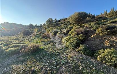 İzmir Seferihisar Beyler Köyü’nde 6.463 m² Zeytinlik Niteliğinde Tarla