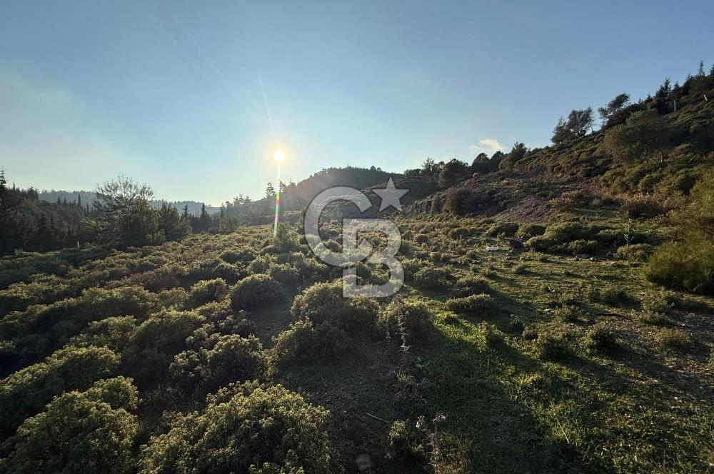 İzmir Seferihisar Beyler Köyü’nde 6.463 m² Zeytinlik Niteliğinde Tarla