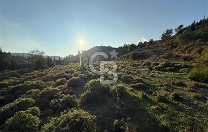 İzmir Seferihisar Beyler Köyü’nde 6.463 m² Zeytinlik Niteliğinde Tarla