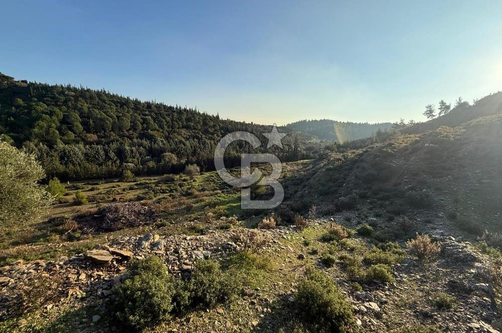 İzmir Seferihisar Beyler Köyü’nde 6.463 m² Zeytinlik Niteliğinde Tarla