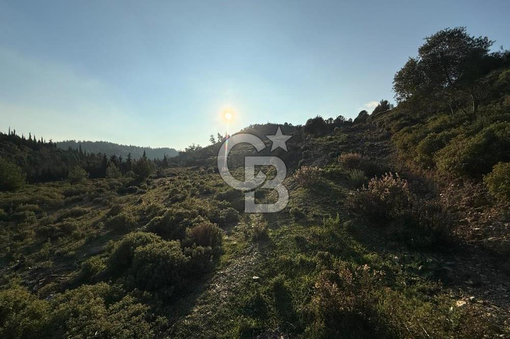 İzmir Seferihisar Beyler Köyü’nde 6.463 m² Zeytinlik Niteliğinde Tarla