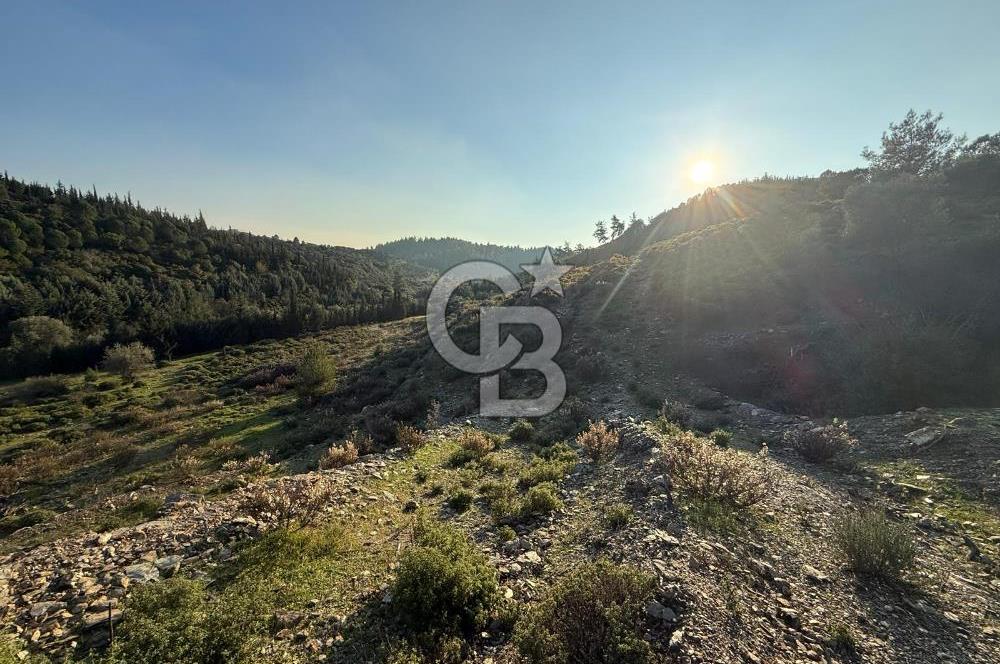 İzmir Seferihisar Beyler Köyü’nde 6.463 m² Zeytinlik Niteliğinde Tarla