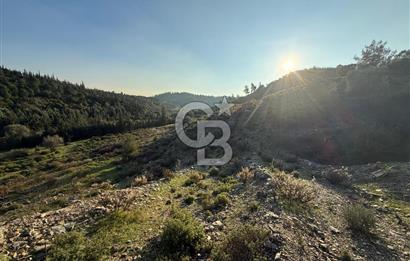 İzmir Seferihisar Beyler Köyü’nde 6.463 m² Zeytinlik Niteliğinde Tarla