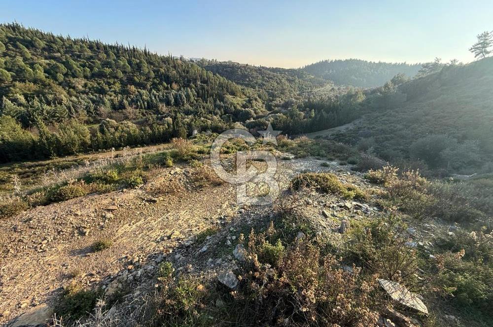 İzmir Seferihisar Beyler Köyü’nde 6.463 m² Zeytinlik Niteliğinde Tarla