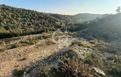 İzmir Seferihisar Beyler Köyü’nde 6.463 m² Zeytinlik Niteliğinde Tarla